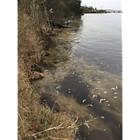 Gloucester King Tide image